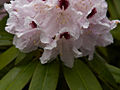 Rhododendron catawbiense Calsap IMG_6788 Różanecznik